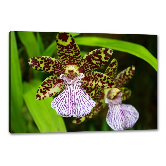 Tablou Canvas Orhidee Deschisa