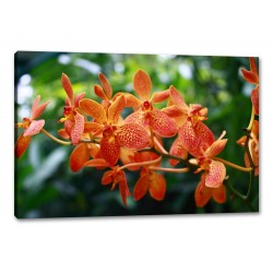 Tablou Canvas Orhidee Inflorita
