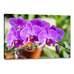 Tablou Canvas Orhidee Mov