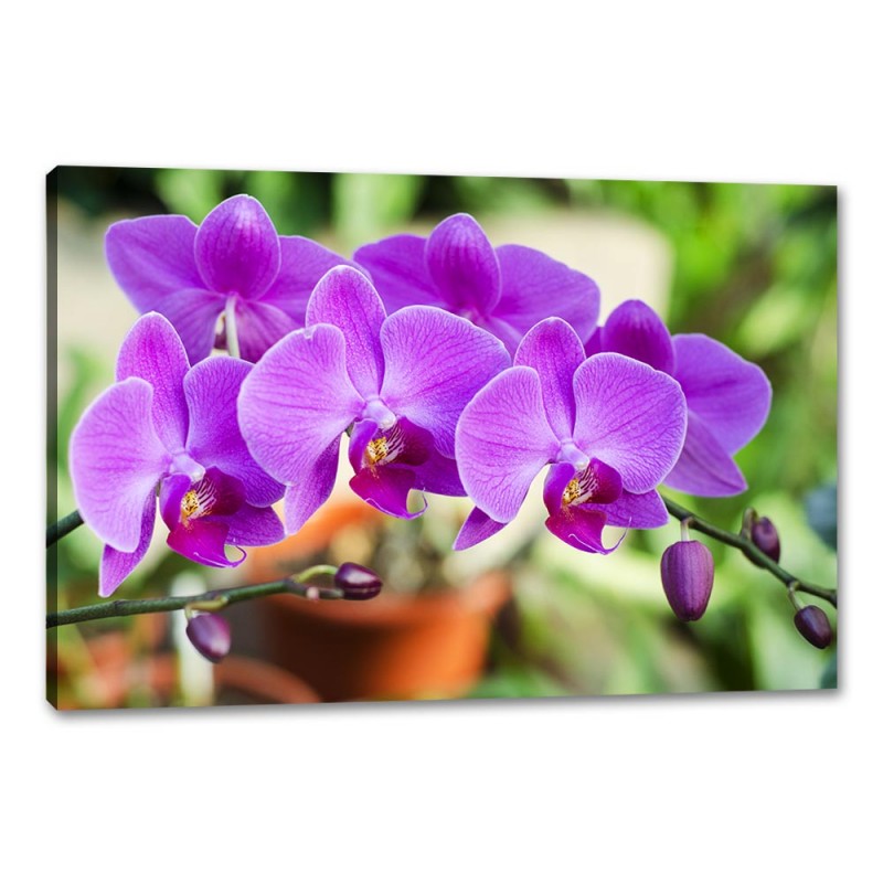 Tablou Canvas Orhidee Mov Tablou Canvas Orhidee Mov
