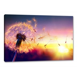 Tablou Canvas Papadie in Apus