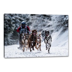 Tablou Canvas Cursa de caini