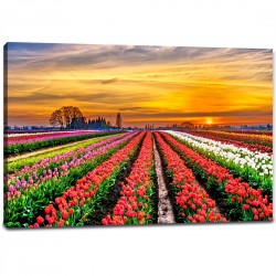 Tablou Canvas - Peisaj camp de lalele