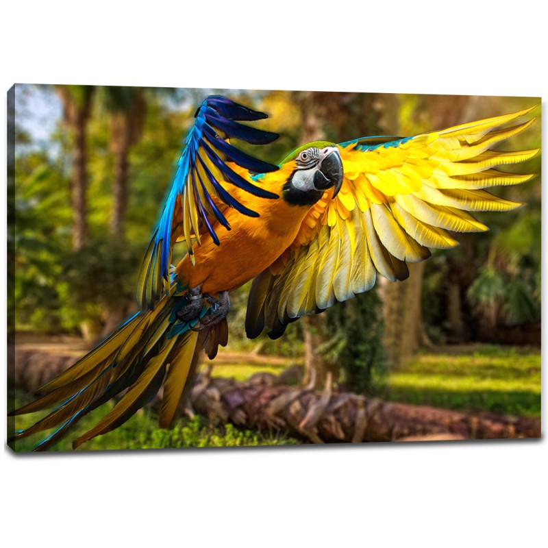 Tablou Canvas - Papagal in zbor