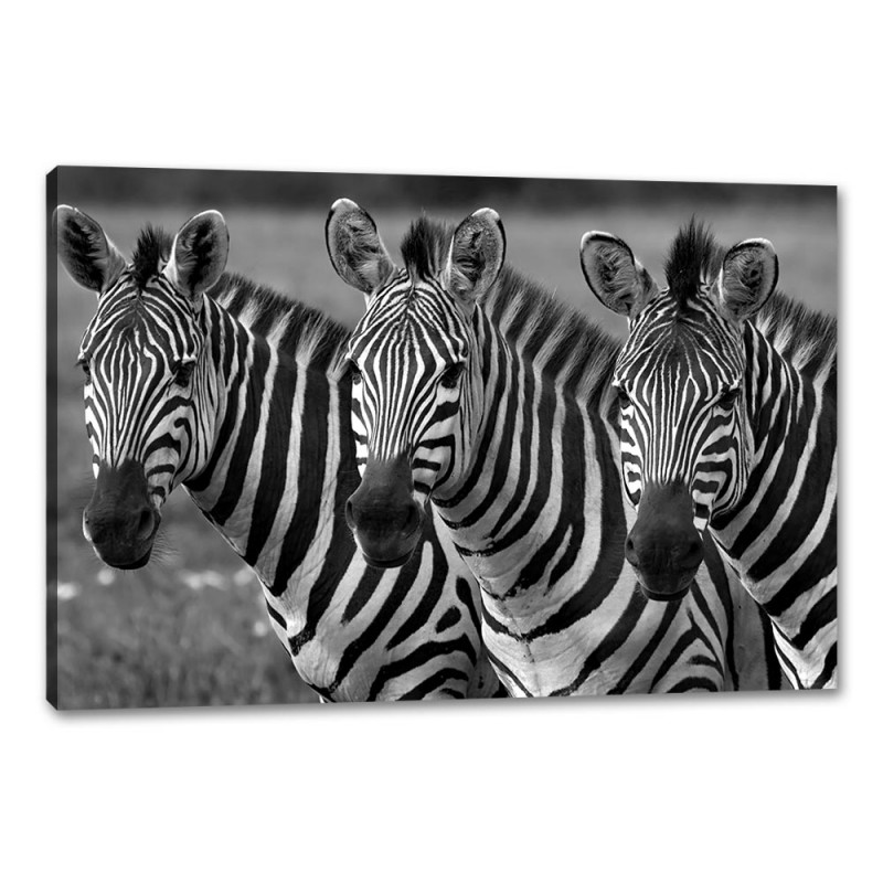 Tablou Canvas Trei Zebre