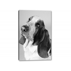 Tablou Canvas Beagle Alb-Negru
