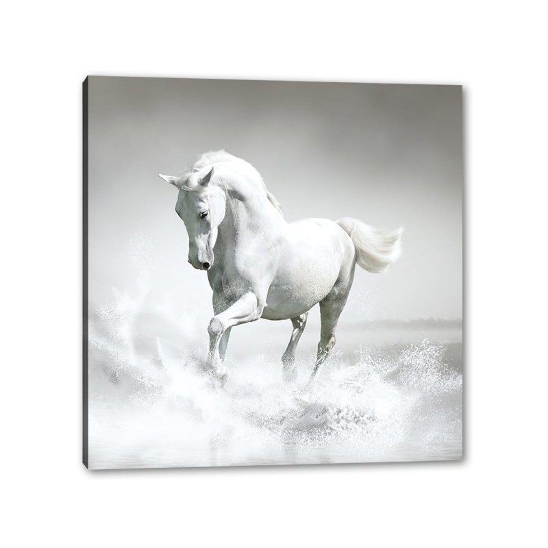 Tablou Canvas Cal Alb