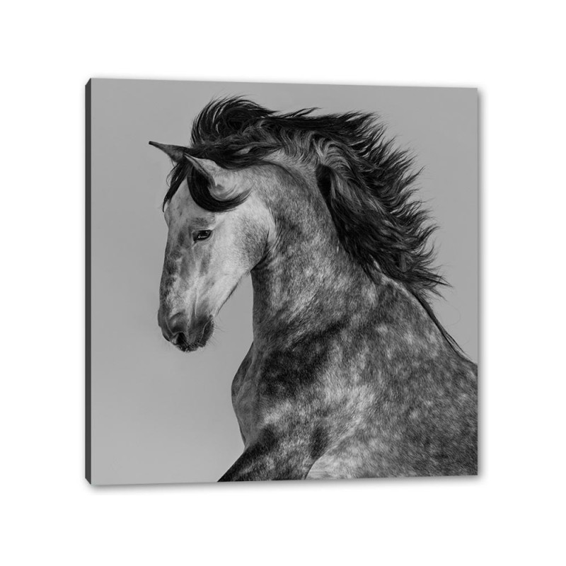 Tablou Canvas Cal Alb-Negru