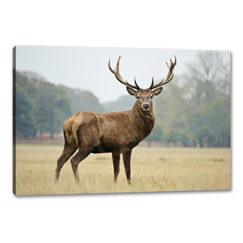 Tablou Canvas Cerb In Natura