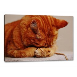 Tablou Canvas Pisica Dormind 