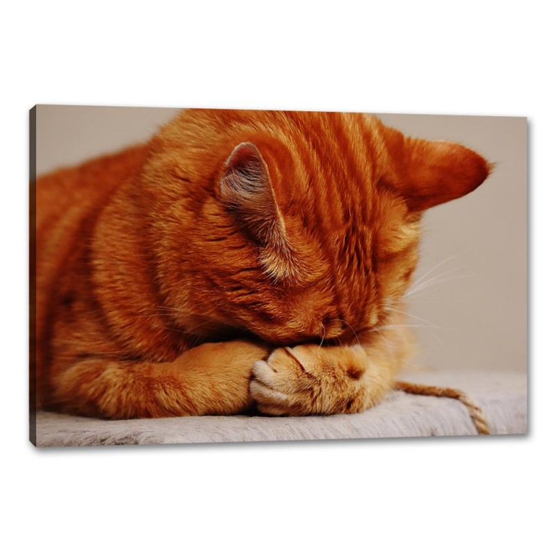 Tablou Canvas Pisica Dormind 