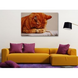 Tablou Canvas Pisica Dormind 