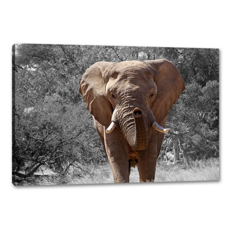 Tablou Canvas Elefant African