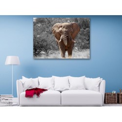 Tablou Canvas Elefant African