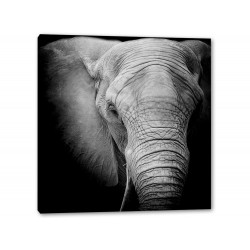 Tablou Canvas Elefant Alb Negru