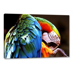 Tablou Canvas Papagal Multicolor 2