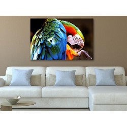 Tablou Canvas Papagal Multicolor 2 Tablou Canvas Papagal Multicolor 2
