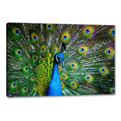 Tablou Canvas Pene Paun