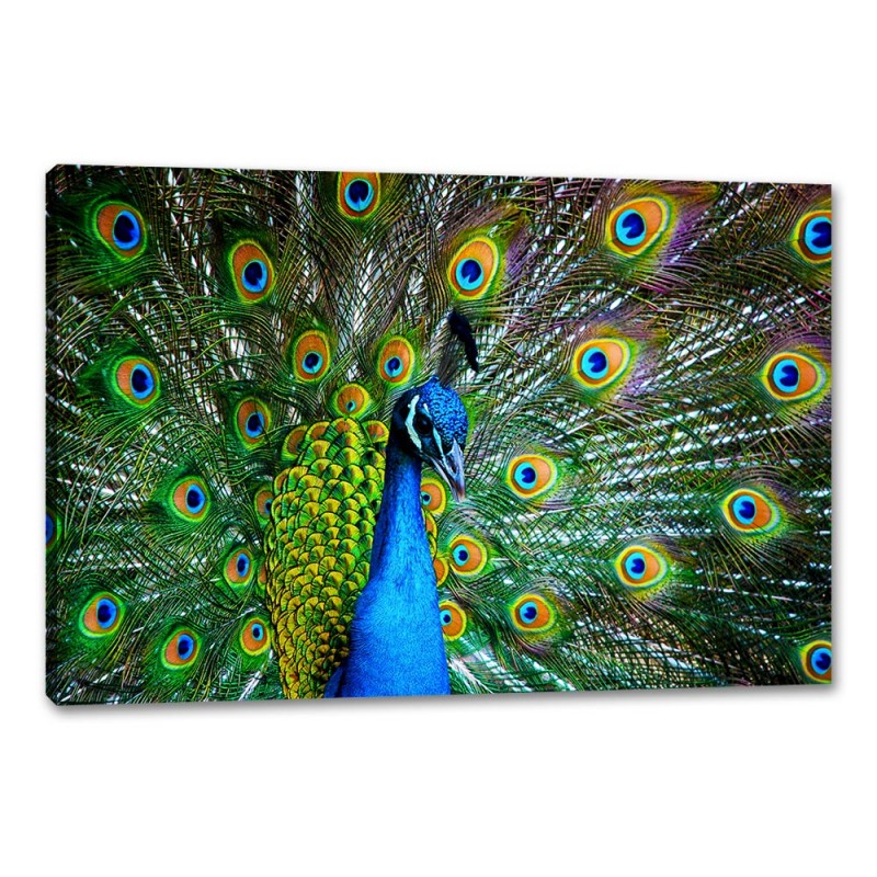 Tablou Canvas Pene Paun