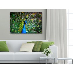 Tablou Canvas Pene Paun