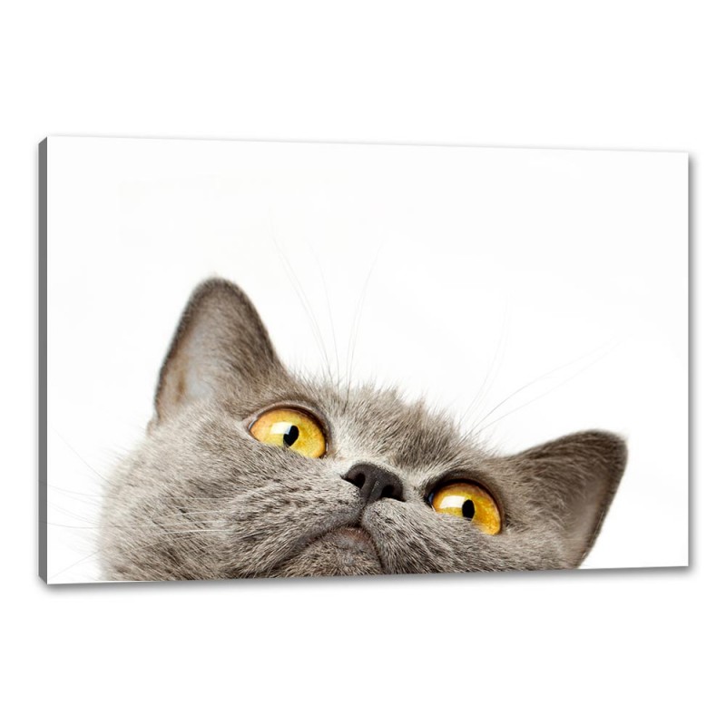 Tablou Canvas Ochi De Pisica