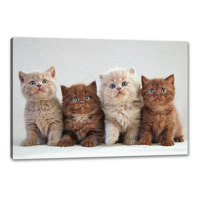 Tablou Canvas Pisoiasi