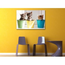 Tablou Canvas Pisicute Colorate