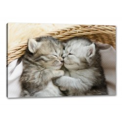 Tablou Canvas Pisicute Dormind