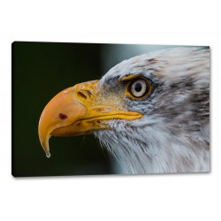 Tablou Canvas Cap De Vultur