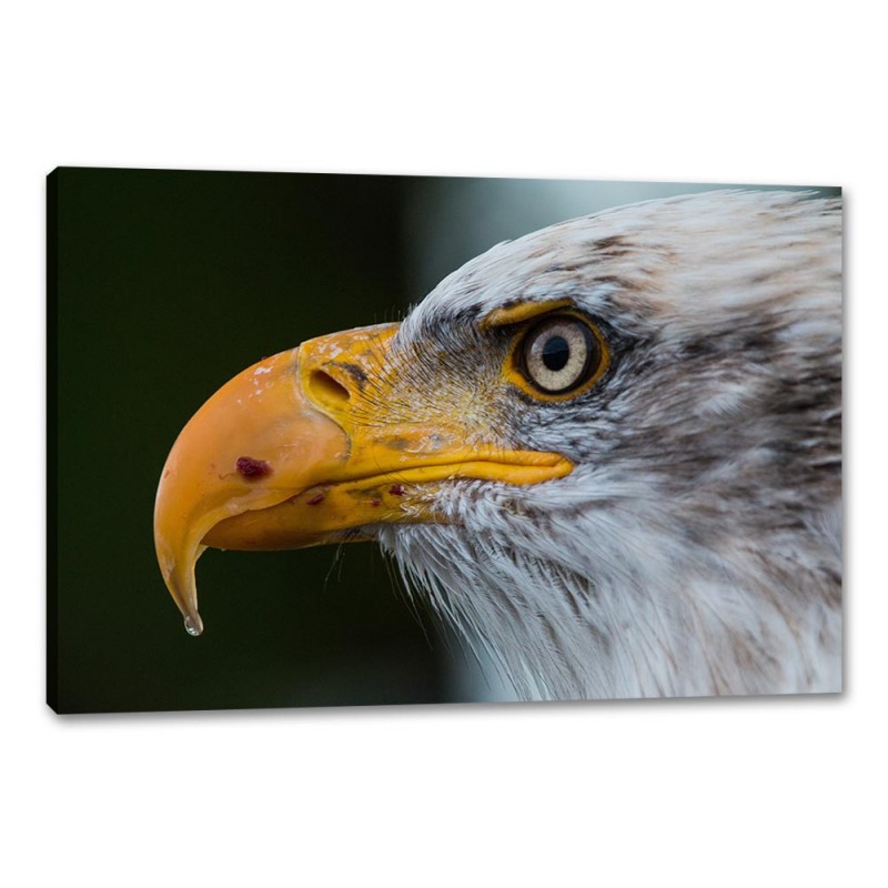Tablou Canvas Cap De Vultur