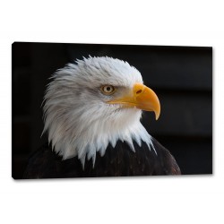 Tablou Canvas American Eagle