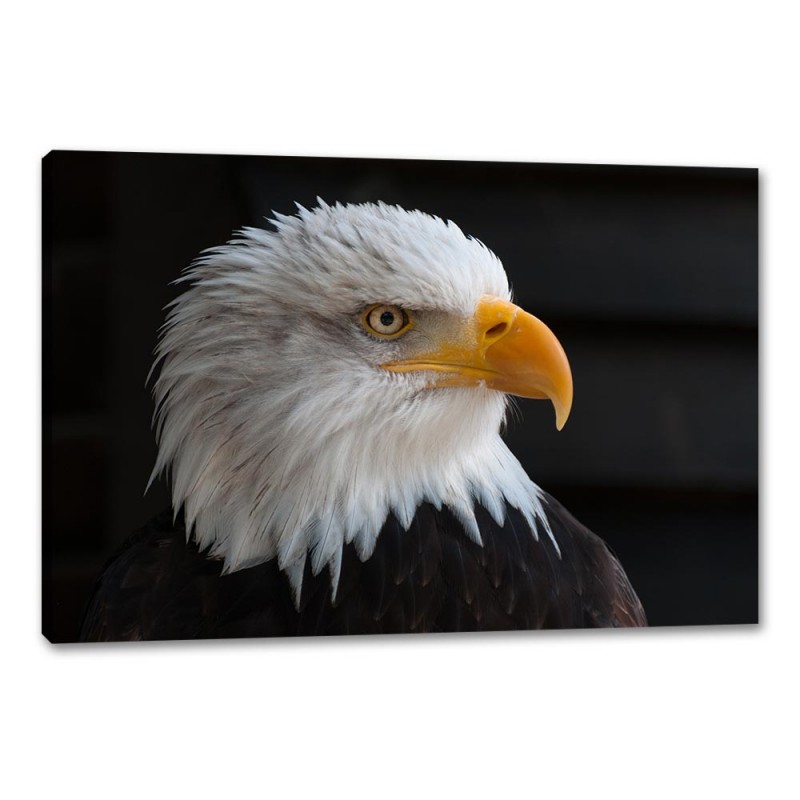 Tablou Canvas American Eagle