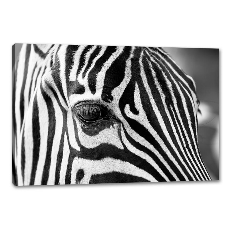Tablou Canvas Cap De Zebra