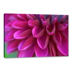 Tablou Canvas Crizantema