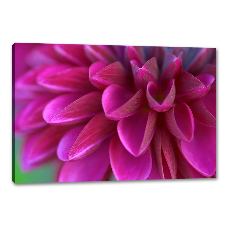 Tablou Canvas Crizantema Tablou Canvas Crizantema