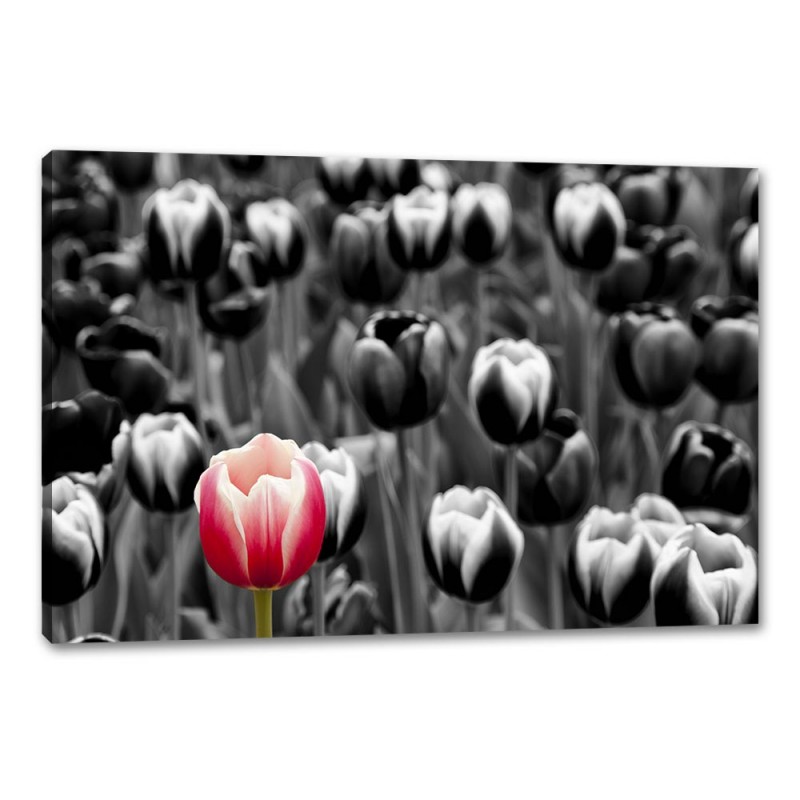 Tablou Canvas Laleaua Rosie