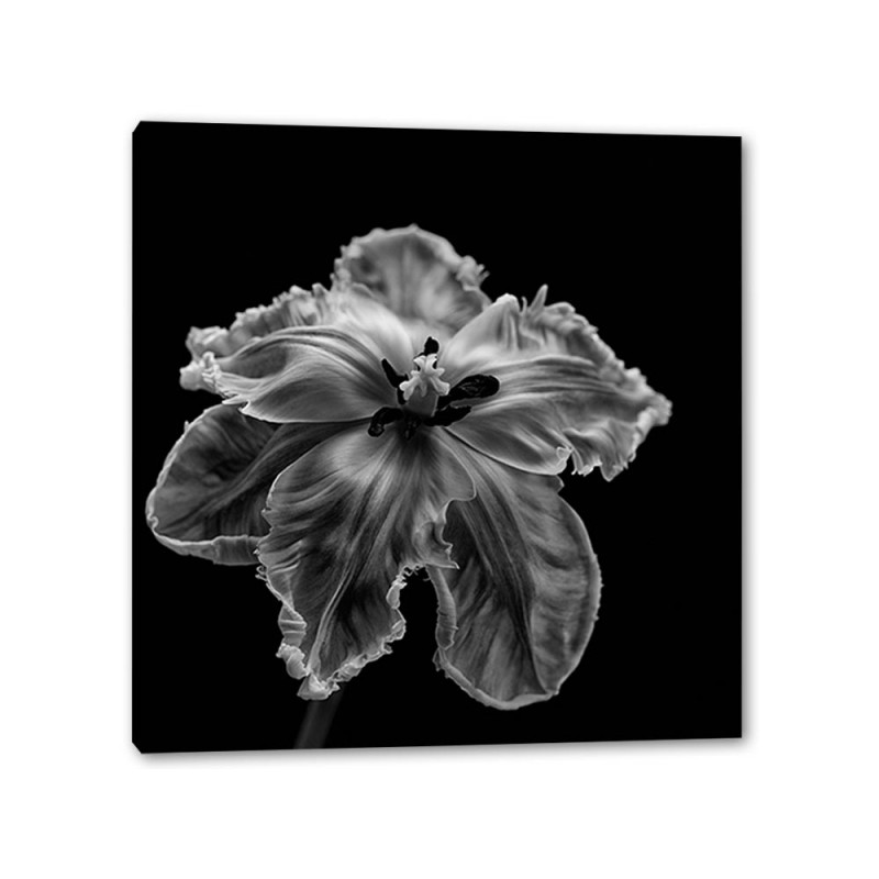 Tablou Canvas Lalea Alb-Negru