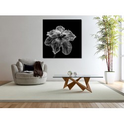 Tablou Canvas Lalea Alb-Negru