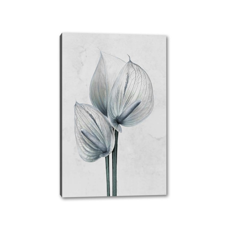 Tablou Canvas Floare Petale Albe Tablou Canvas Floare Petale Albe