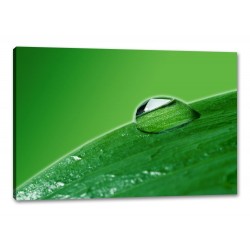 Tablou Canvas Picatura Pe Frunze